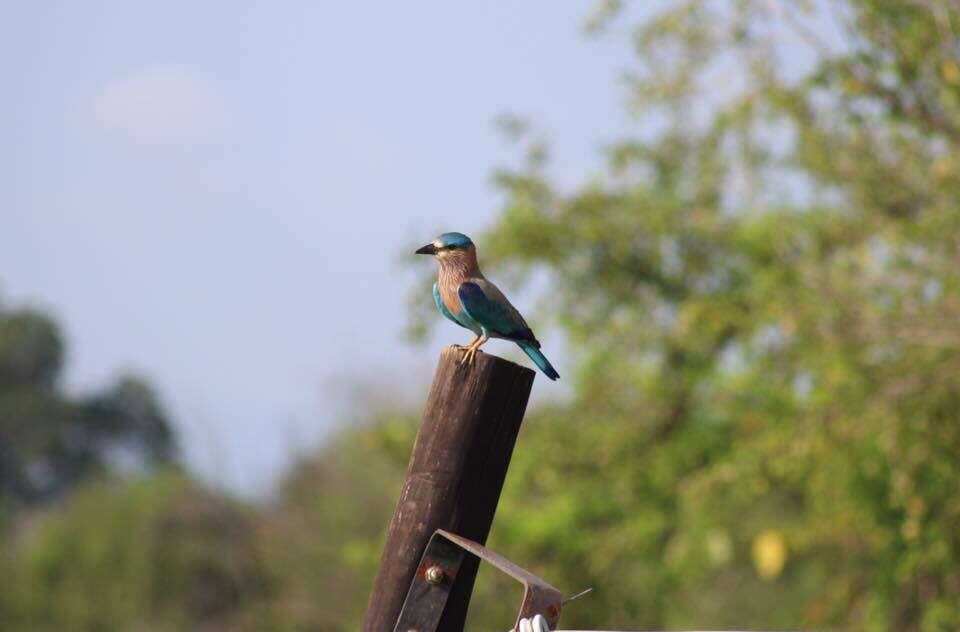 Imagem de Coracias benghalensis (Linnaeus 1758)