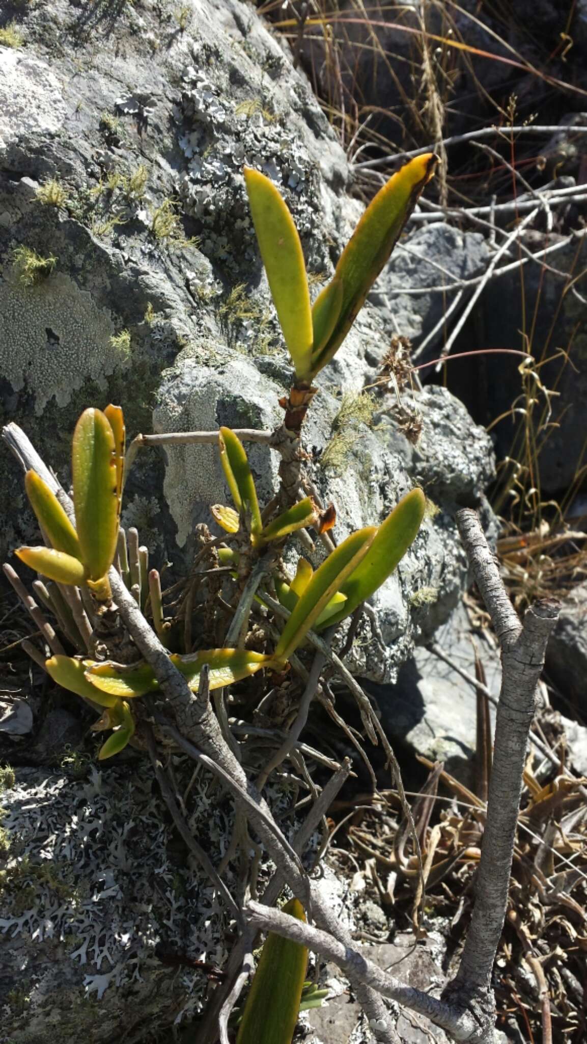 Image de Aerangis ellisii (B. S. Williams) Schltr.