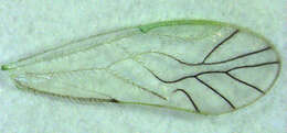 Image of Austropsocus viridis (Enderlein 1903)
