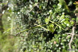 صورة Scutia buxifolia Reiss.