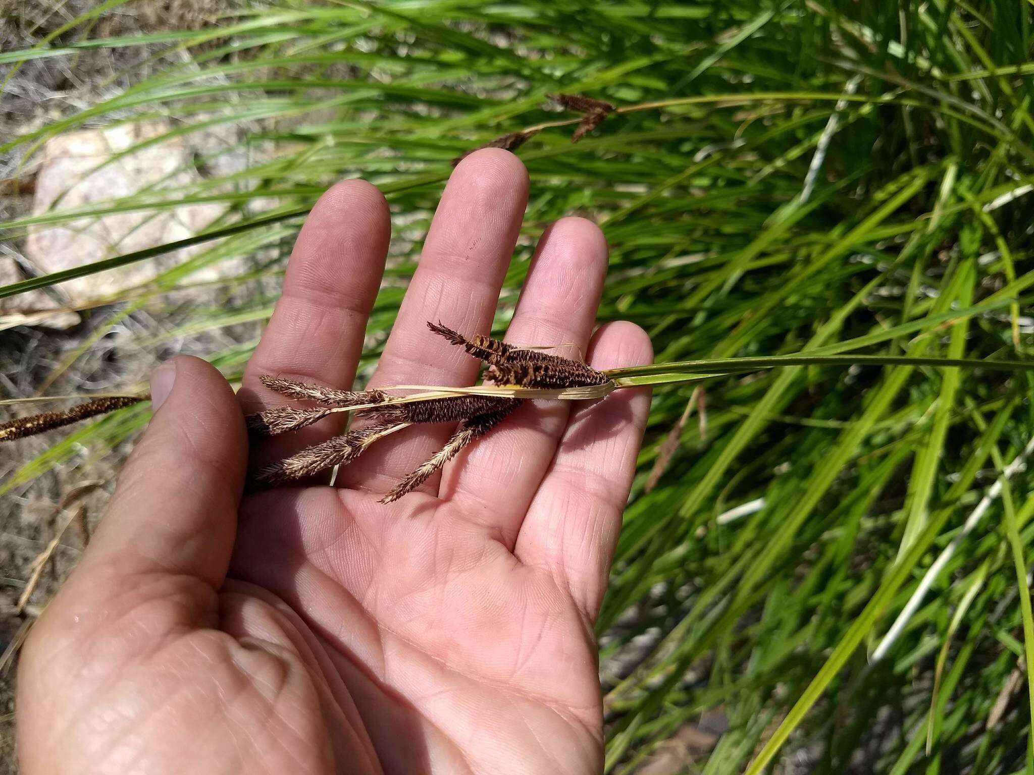 Image of Western Rough Sedge