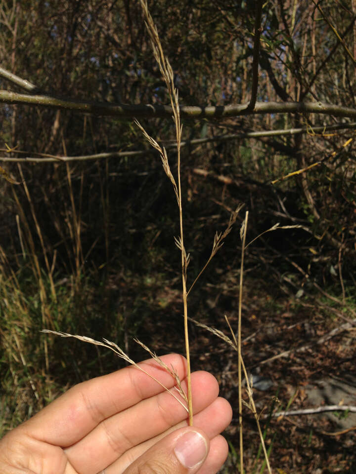 Слика од Lolium arundinaceum (Schreb.) Darbysh.