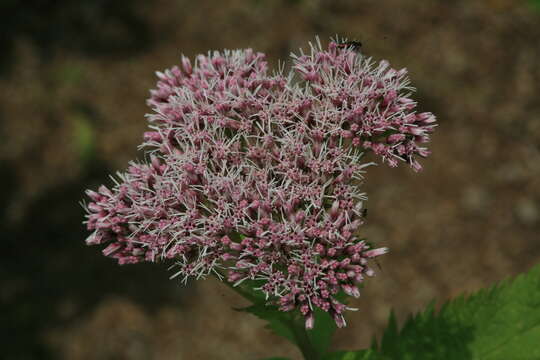 Sivun Eupatorium glehnii F. Schmidt ex Trautv. kuva