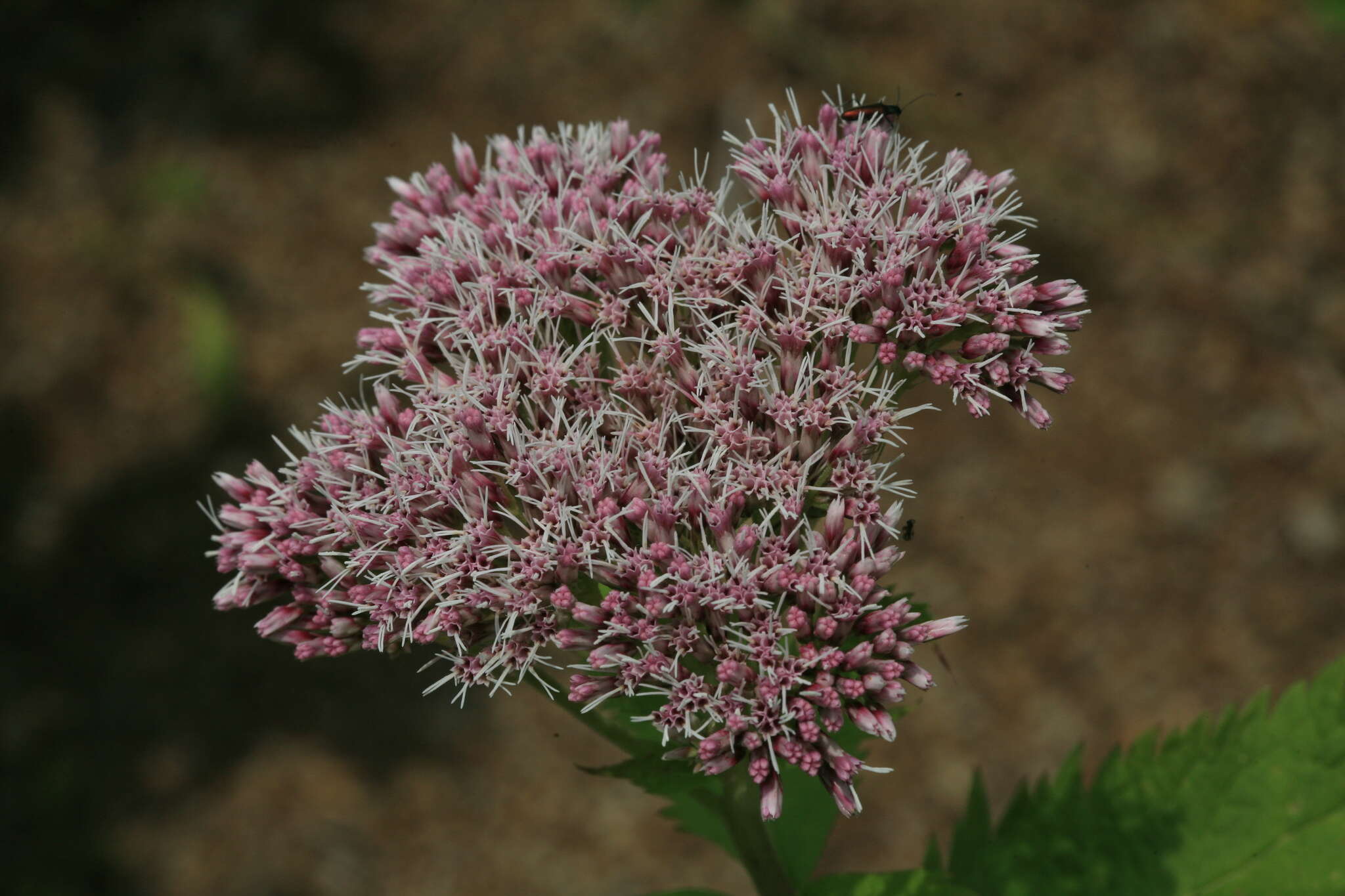 Image of Eupatorium glehnii F. Schmidt ex Trautv.