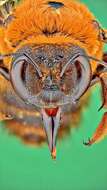 Image of Xylocopa ruficeps Friese 1910