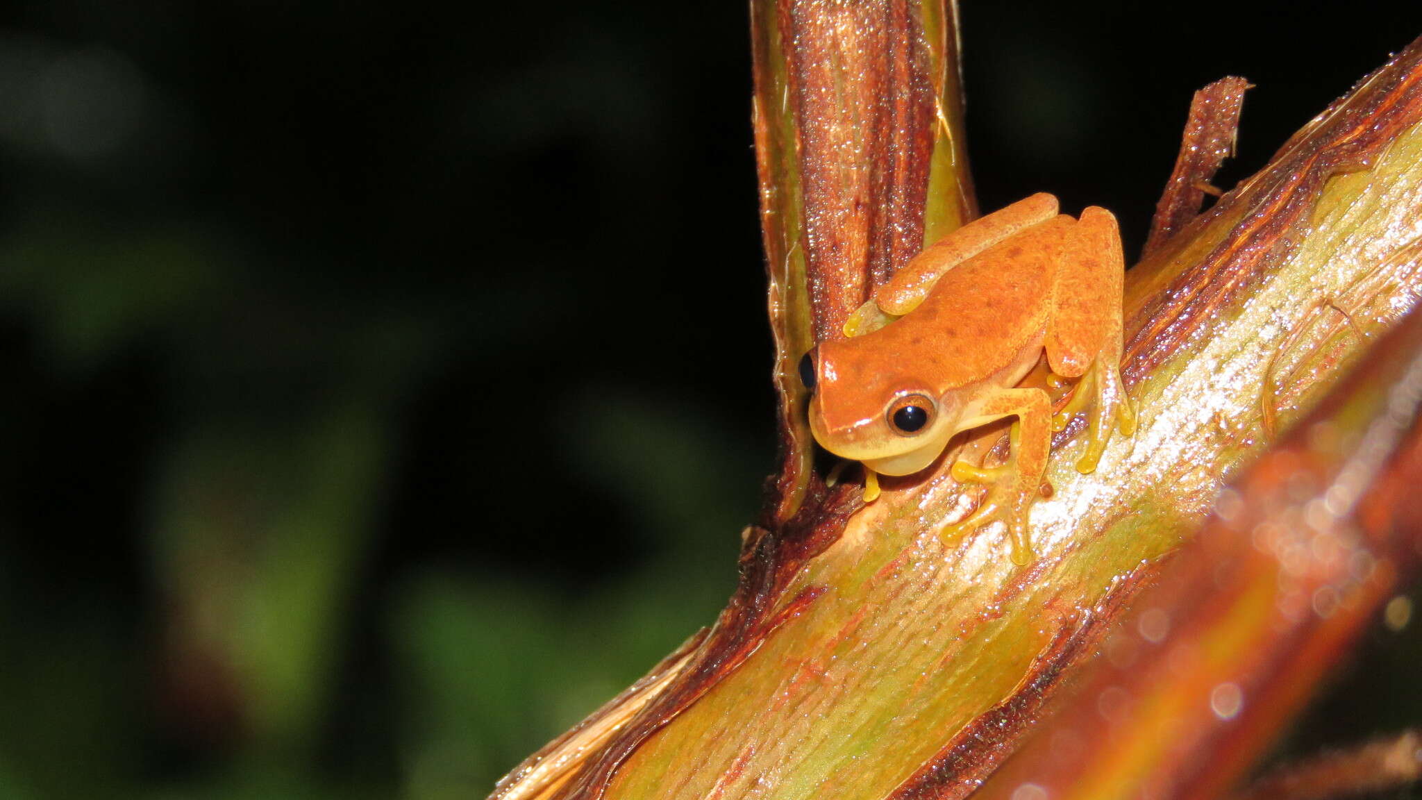 Image of Dendropsophus mathiassoni (Cochran & Goin 1970)