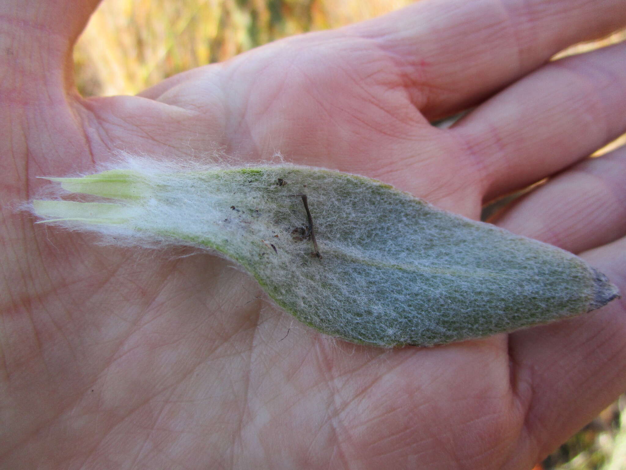 Syncarpha milleflora (L. fil.) B. Nord. resmi