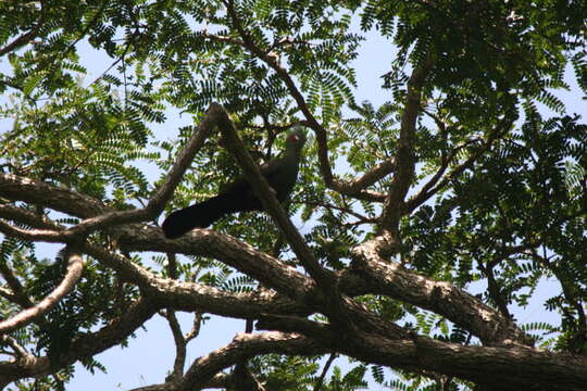 Image of Green Turaco