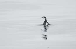 Image of Guadalupe Murrelet