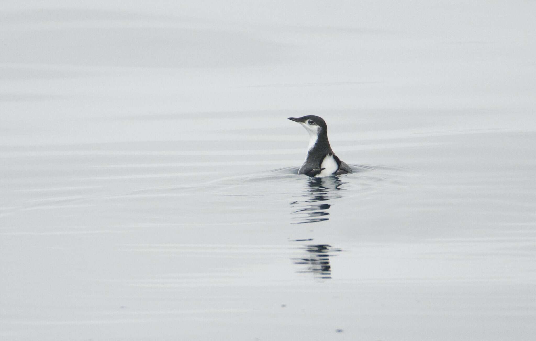 Imagem de Synthliboramphus hypoleucus (Xántus 1860)