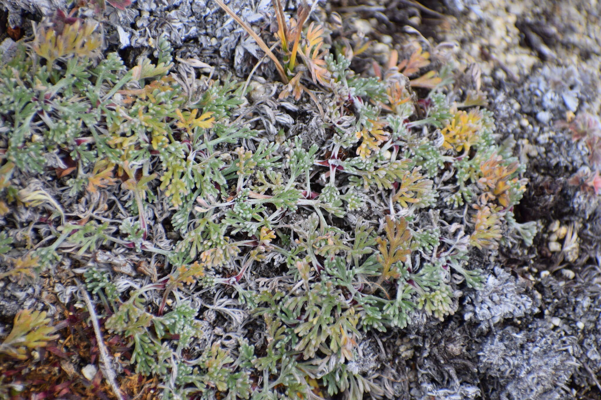 Image of forked wormwood