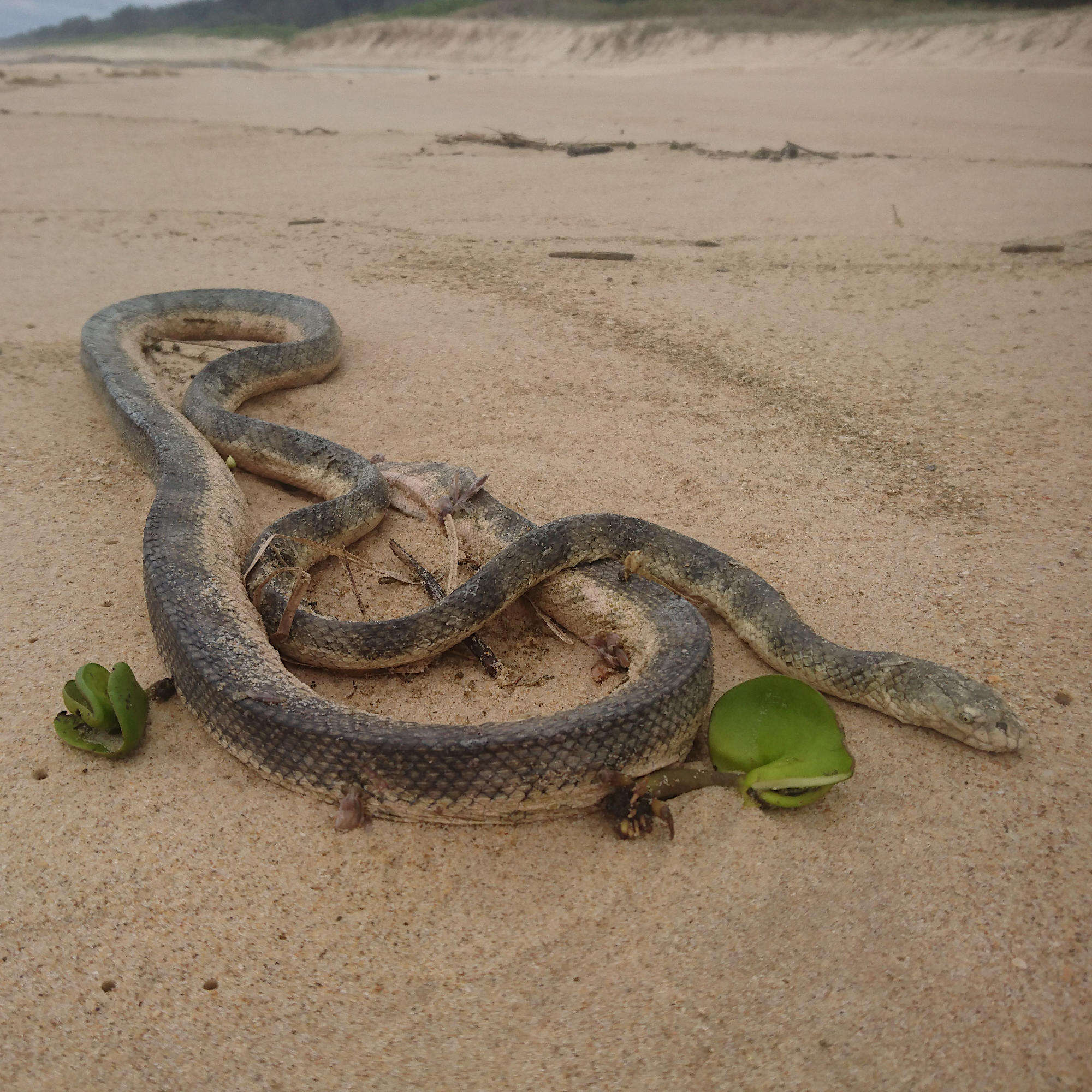Image of Elegant or bar-bellied seasnake
