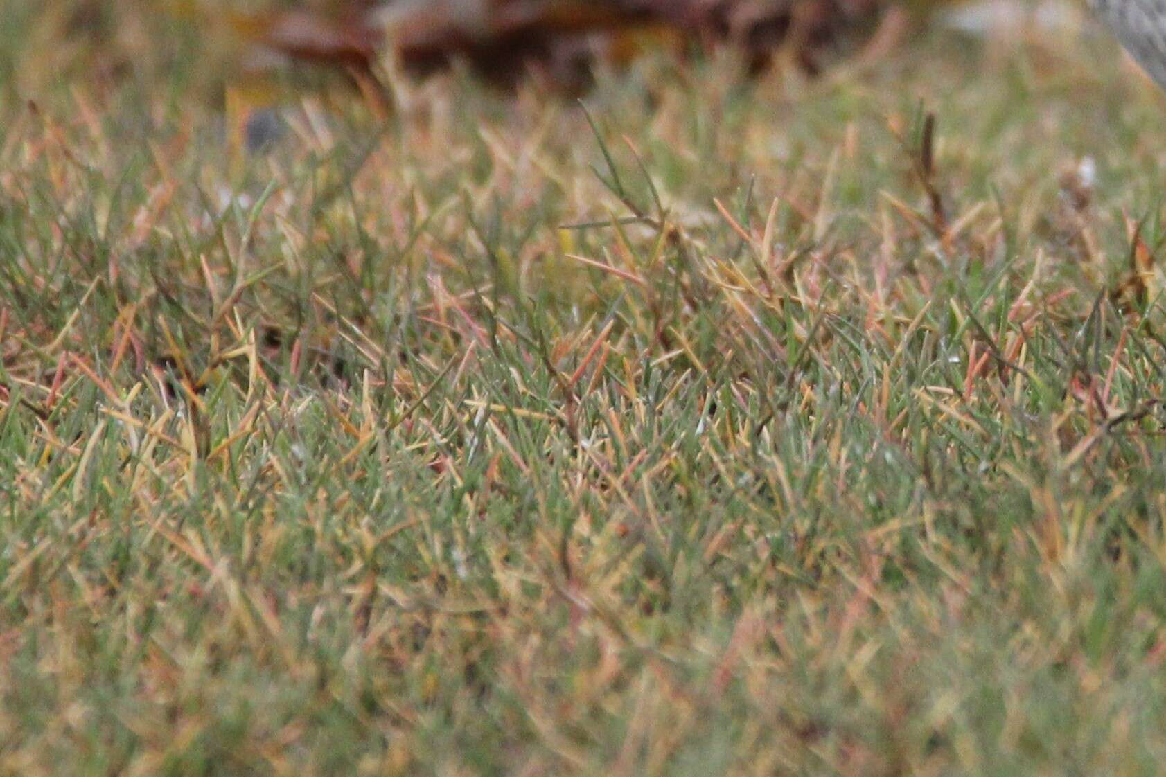 Image of Creeping Alkali Grass