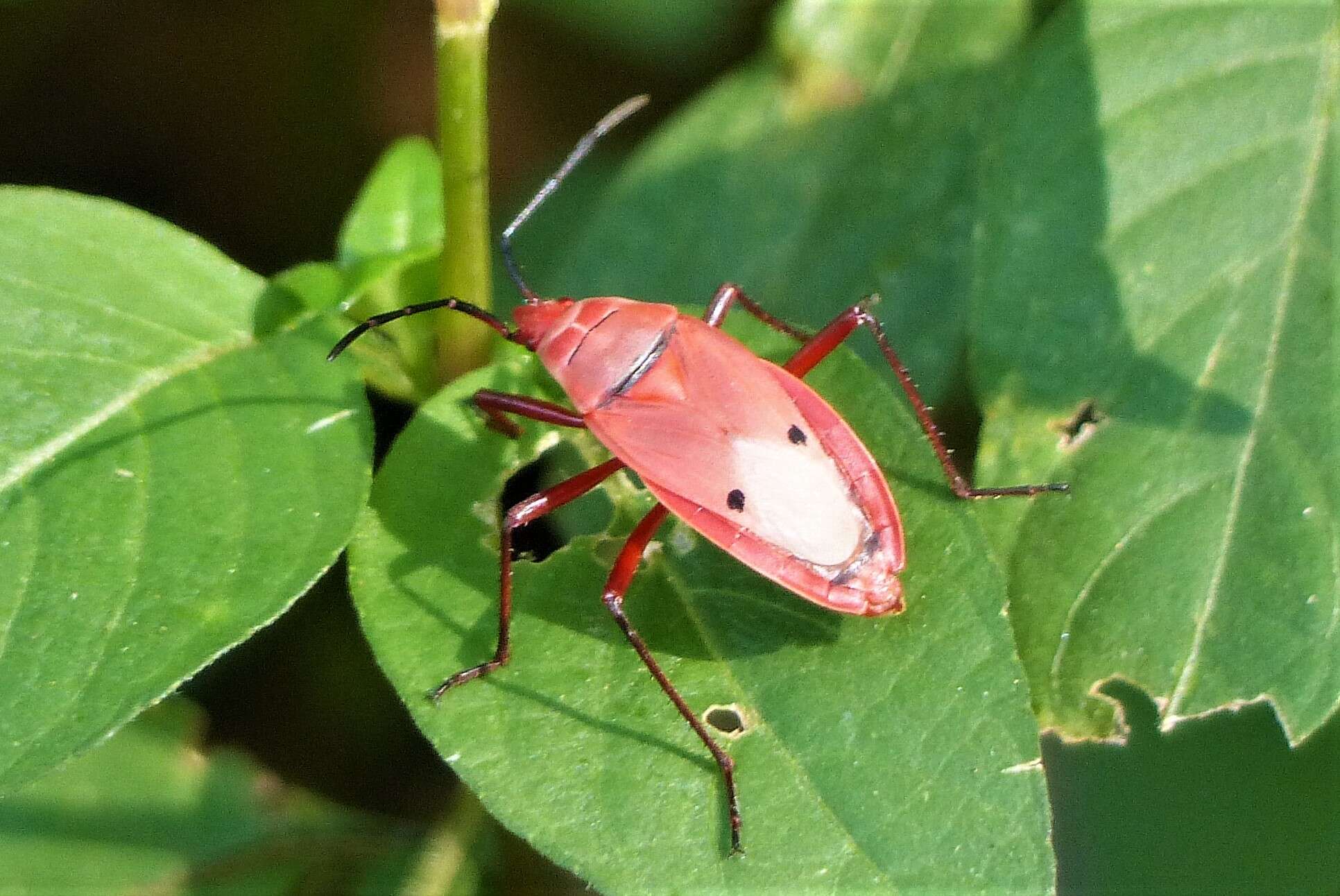 Image of Probergrothius nigricornis