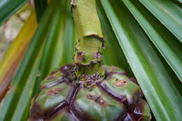 Image of Pandanus heterocarpus Balf. fil.