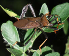 Слика од Acanthocephala thomasi