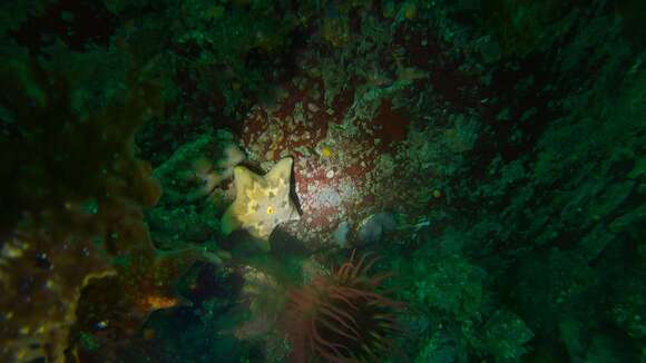 Image of Tesselated slime star