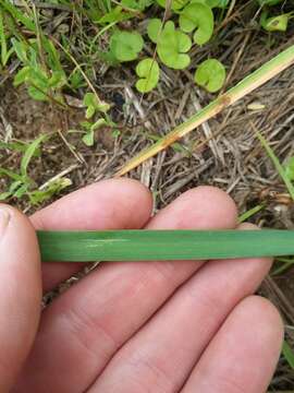 Nothoscordum gracile (Aiton) Stearn resmi