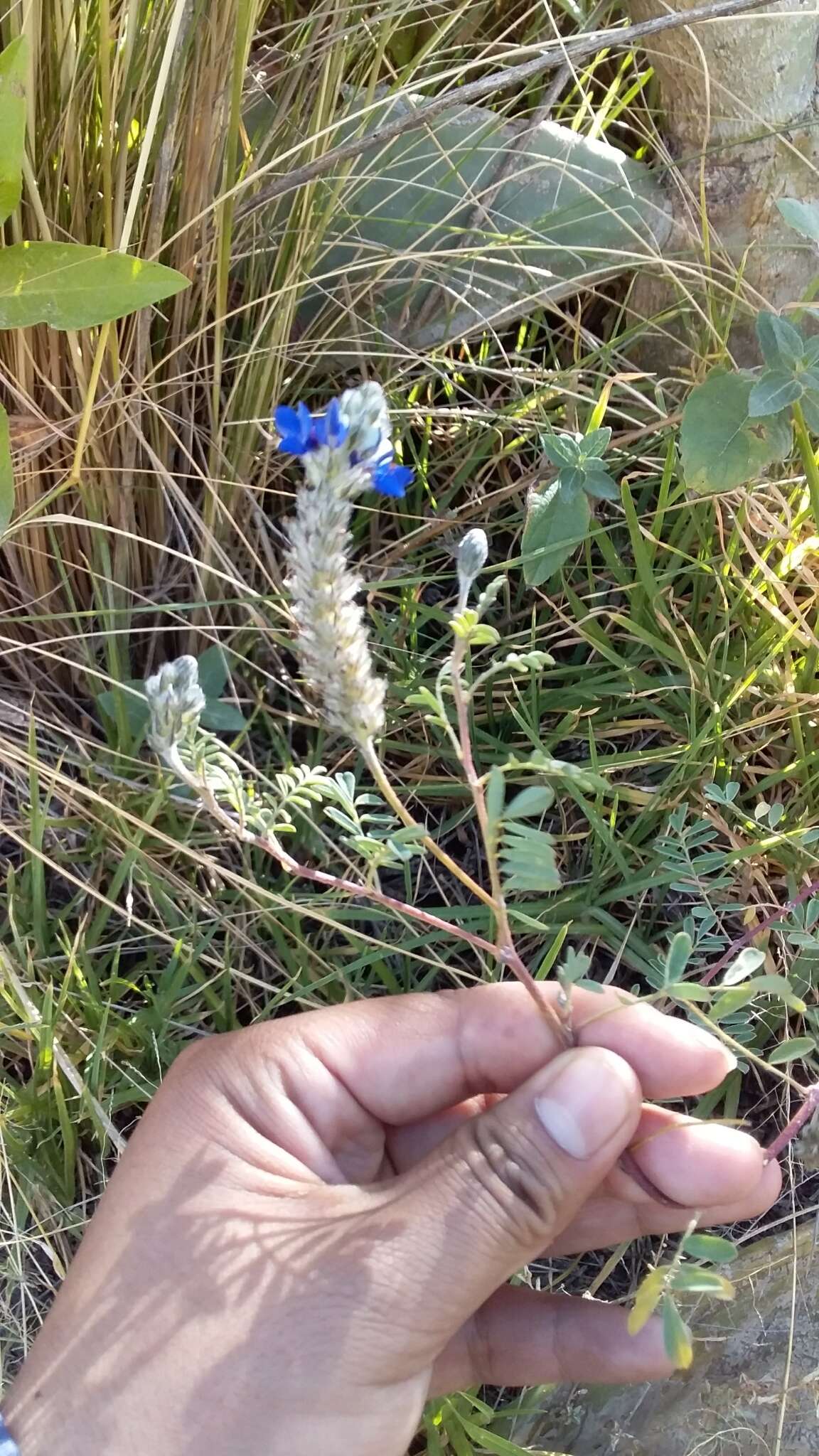 Слика од Dalea boliviana Britton