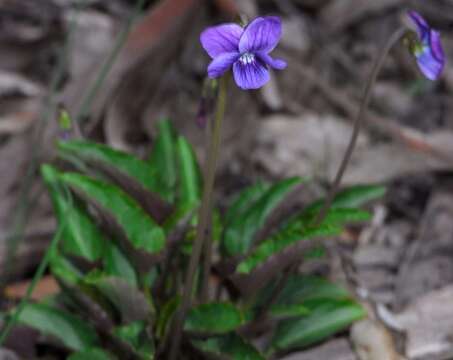 Image of Viola betonicifolia subsp. betonicifolia