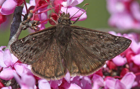 Image de Erynnis meridianus Bell 1927