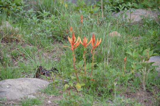 Image of Erythrina leptorhiza DC.