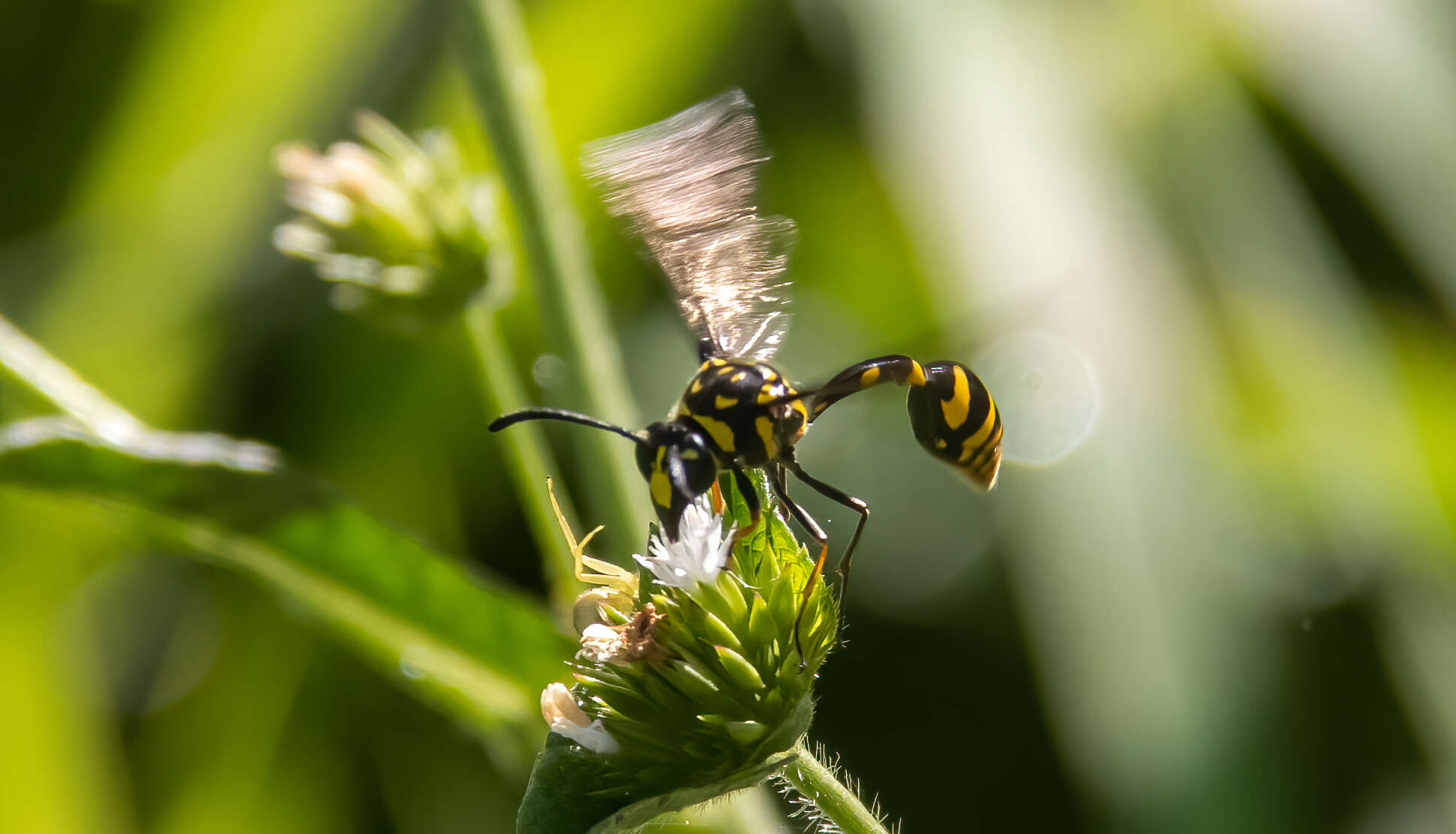 Phimenes flavopictus timorensis (Vecht 1959)的圖片