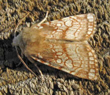 Image of Heart Moth