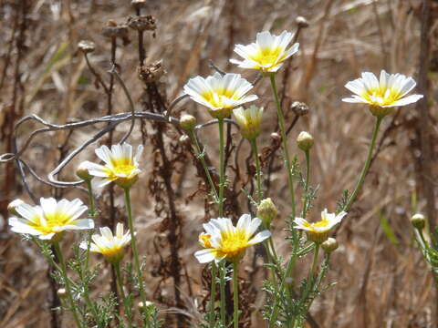 Слика од Glebionis coronaria (L.) N. N. Tzvel.