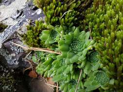 Image of Sempervivum caucasicum Rupr. ex Boiss.