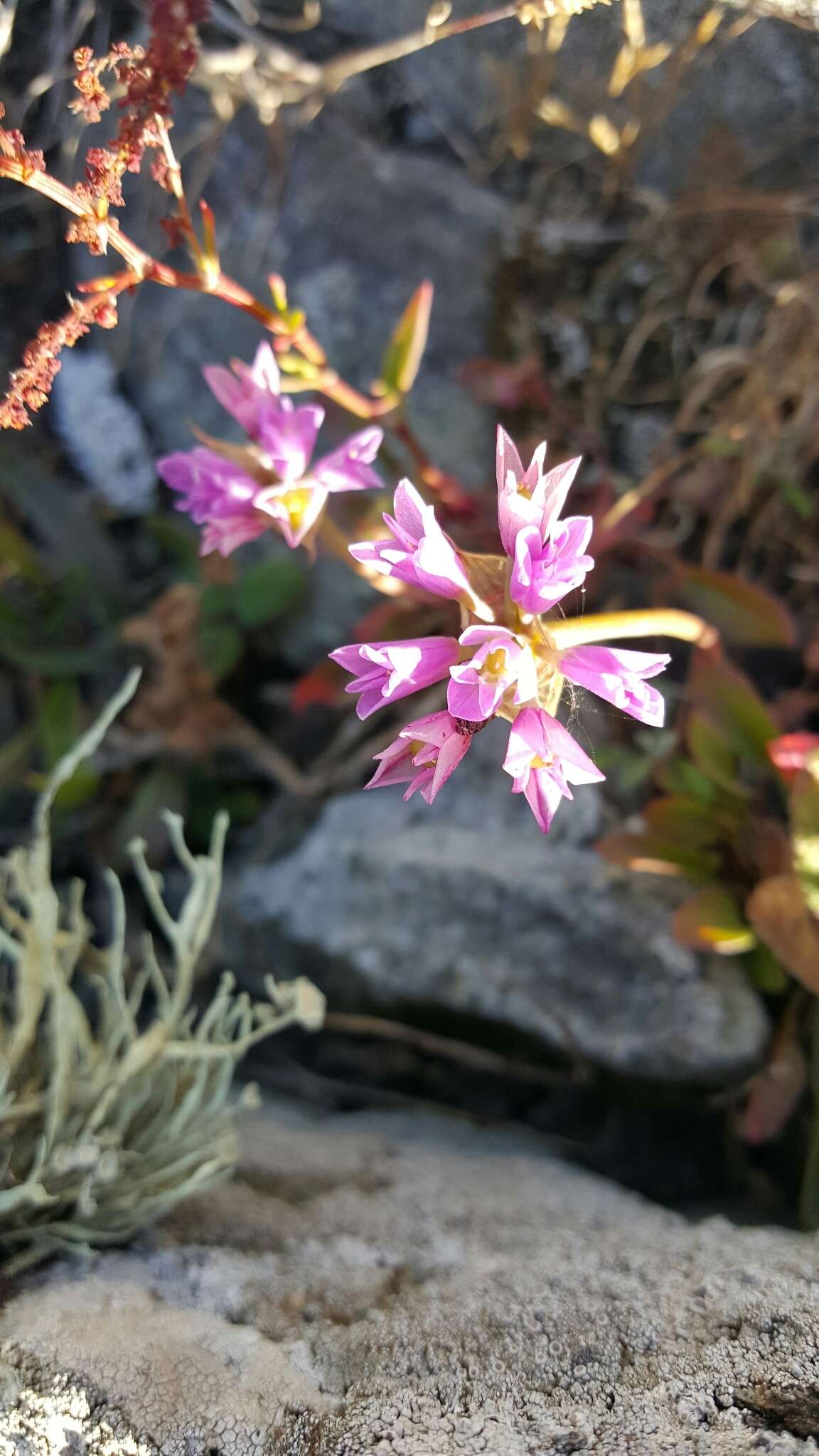 Image of coastal onion