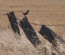 Image of Brown Songlark