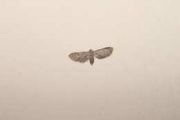 Image de Eupithecia ultimaria Boisduval 1840