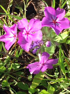 Image of annual phlox