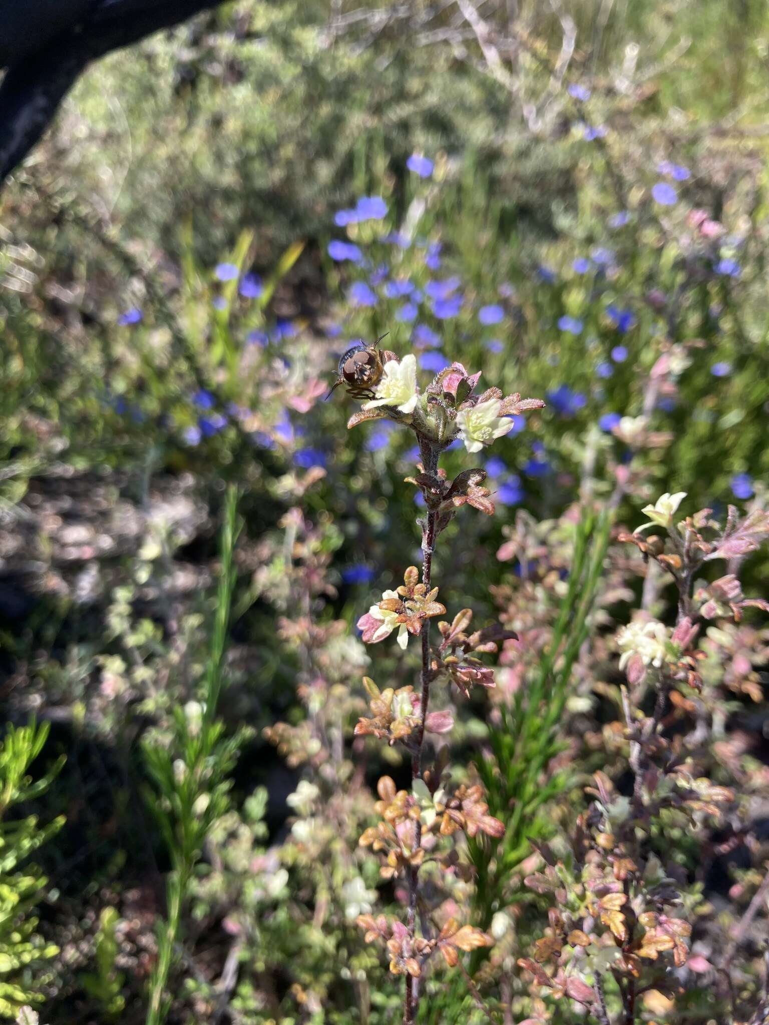 Image of Xanthosia stellata J. M. Hart & M. J. Henwood