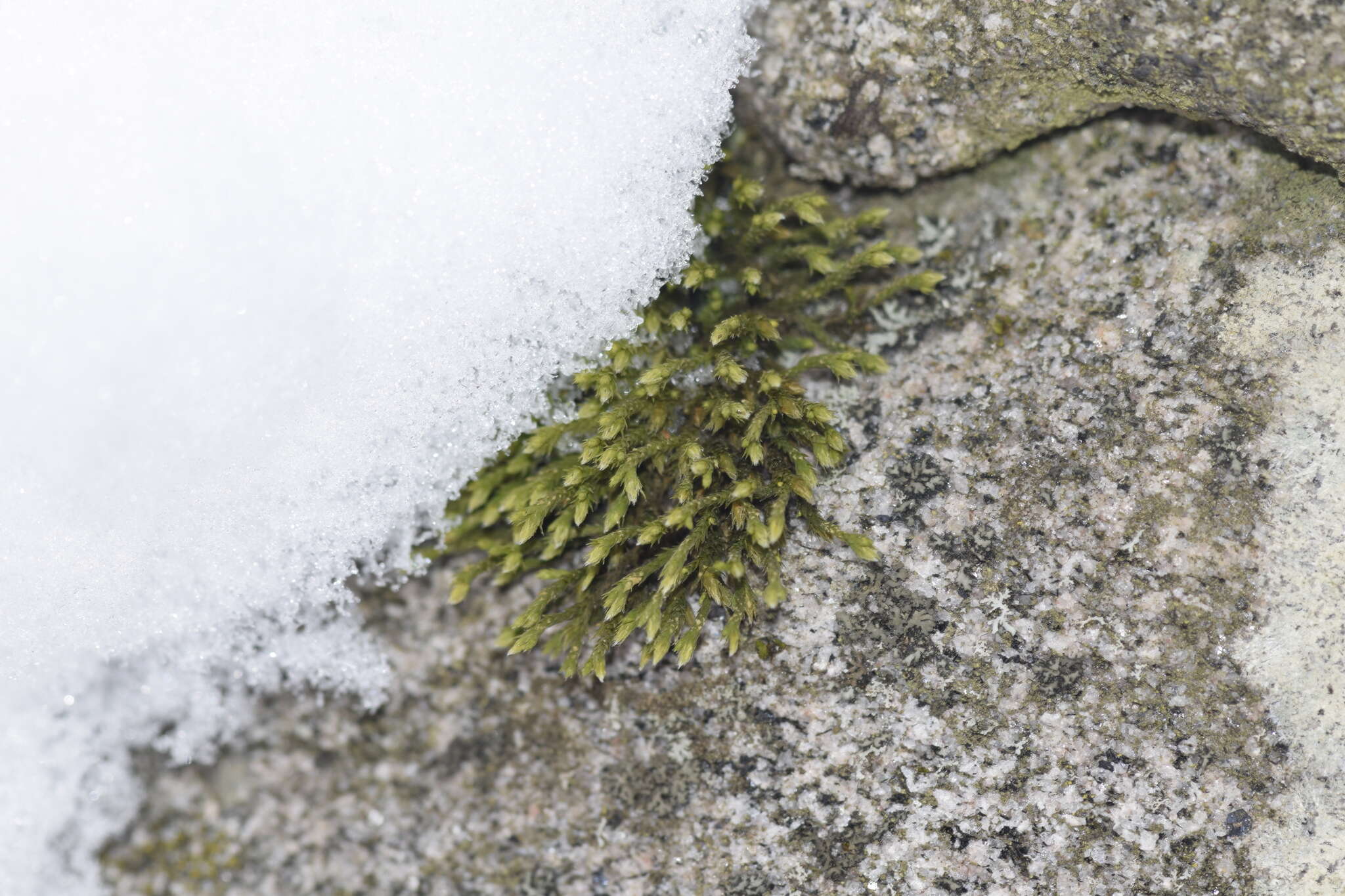 Image of Ciliate Hedwigia Moss