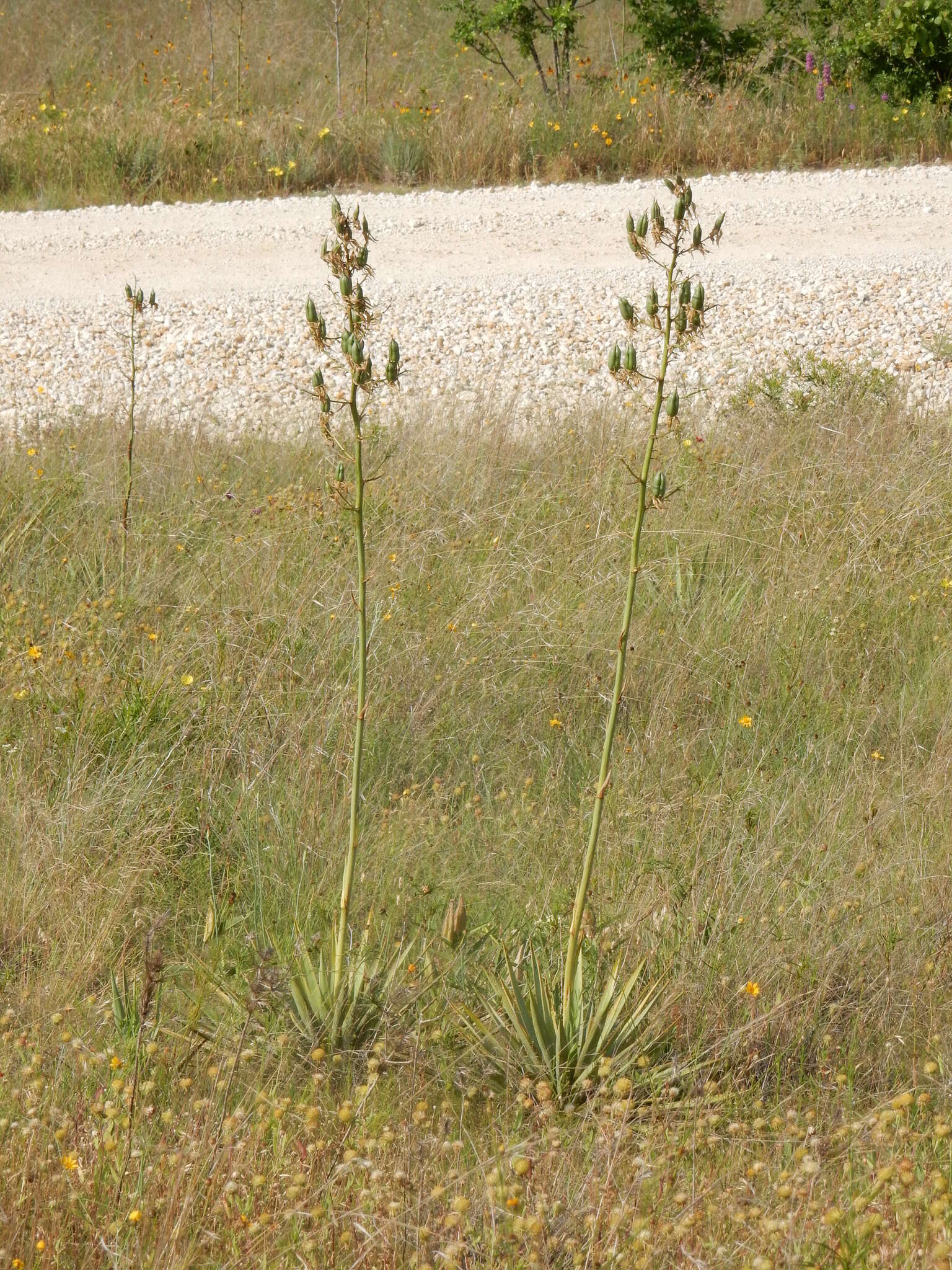 Image of twistleaf yucca