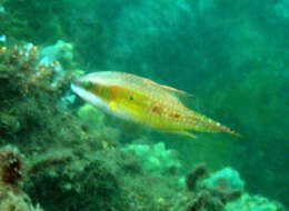 Image of Twospot wrasse