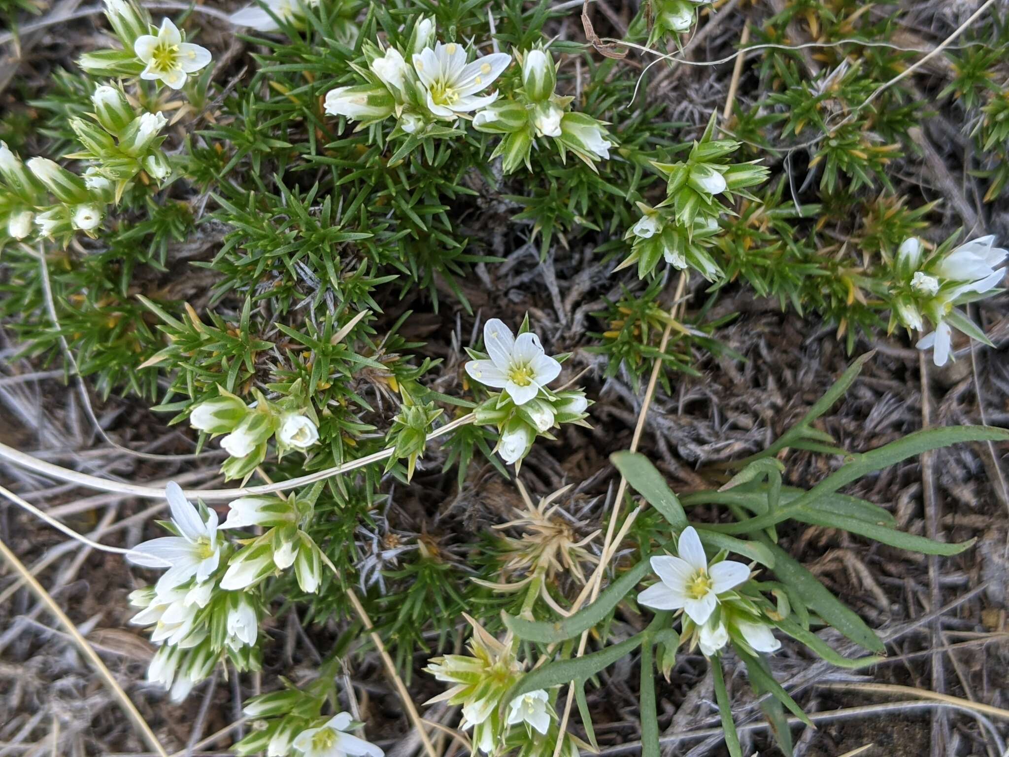 Image of Hooker's sandwort