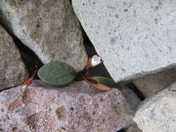 Claytonia umbellata S. Wats. resmi