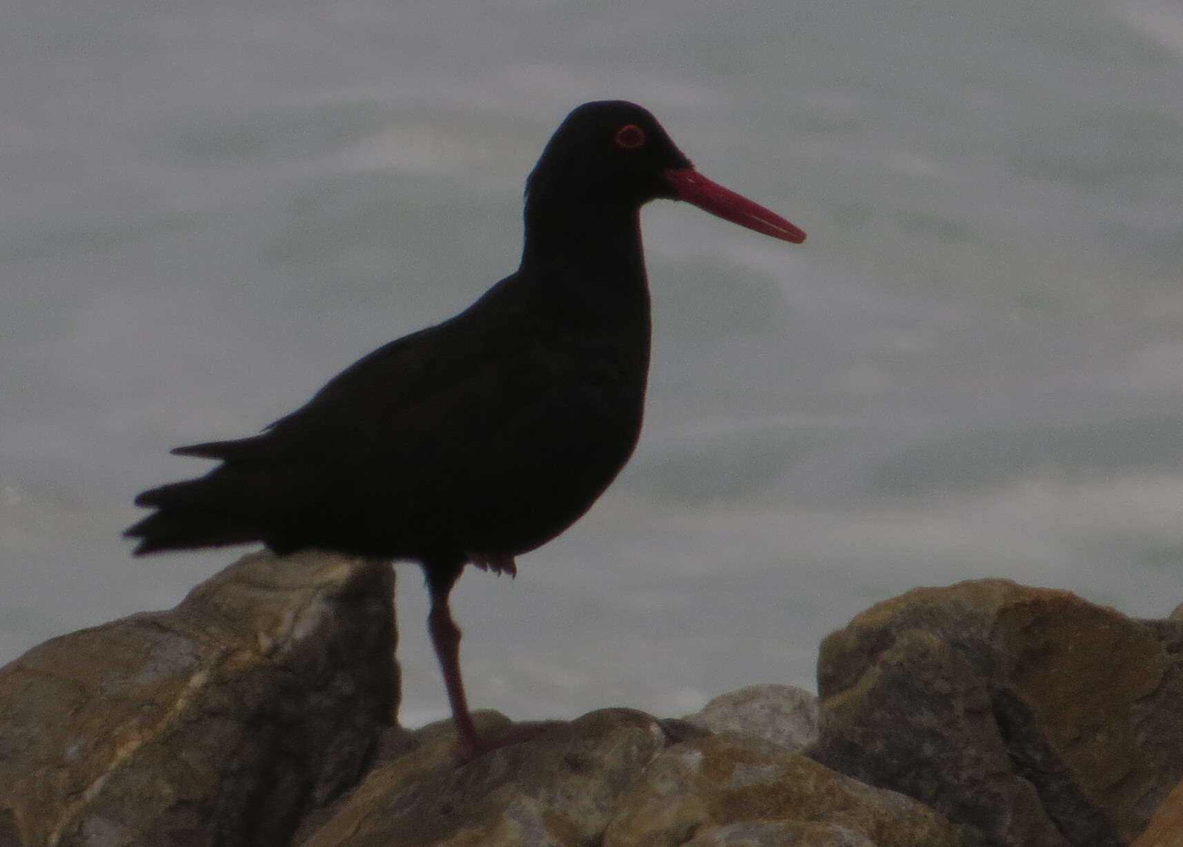 Haematopus moquini Bonaparte 1856 resmi