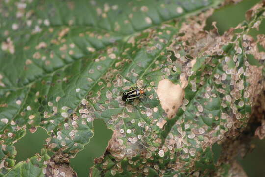 Image of Poecilocapsus nigriger (Stal 1862)