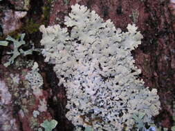 Image of Showman's hypotrachyna lichen