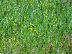 Image of Hodgson's Yellowheaded Wagtail