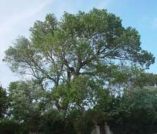 Imagem de Populus nigra L.