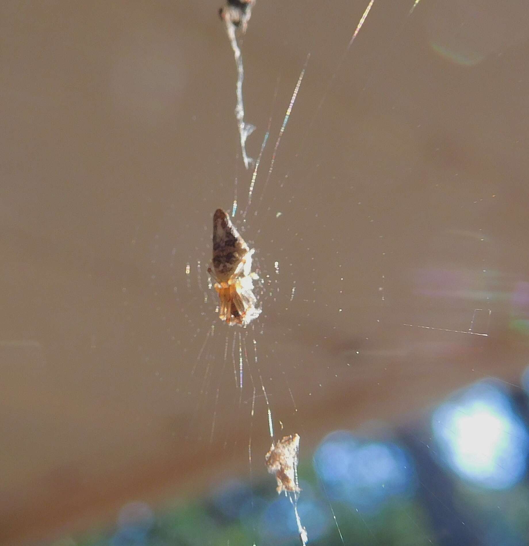 Image of Trashline orbweaver