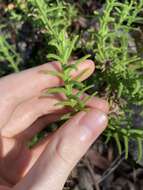 Image of Chloanthes stoechadis R. Br.