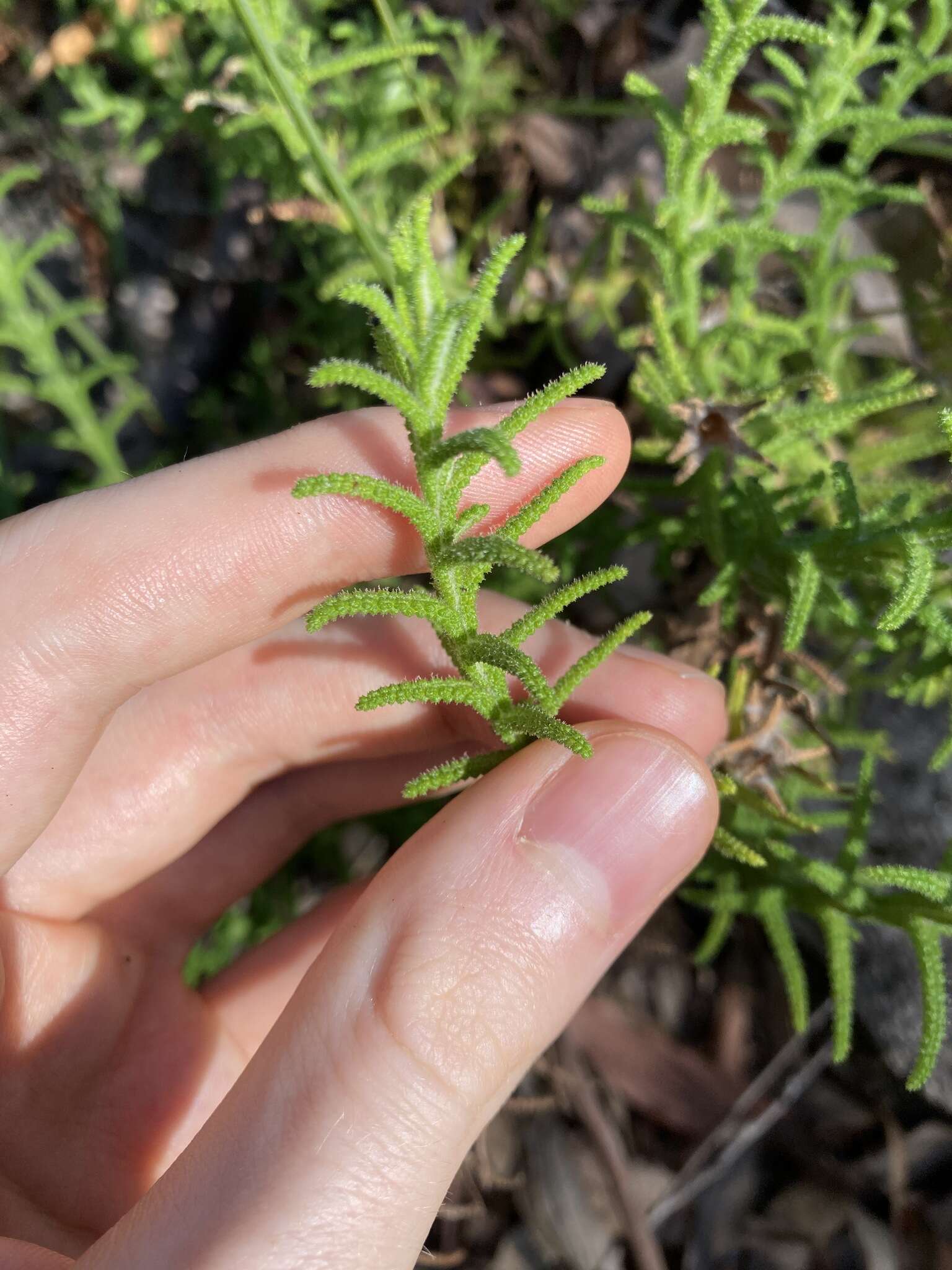 Image of Chloanthes stoechadis R. Br.