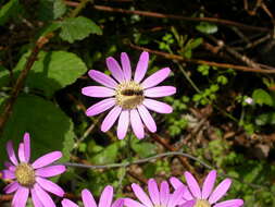 Imagem de Pericallis tussilaginis (L'Hér.) Webb & Berth.