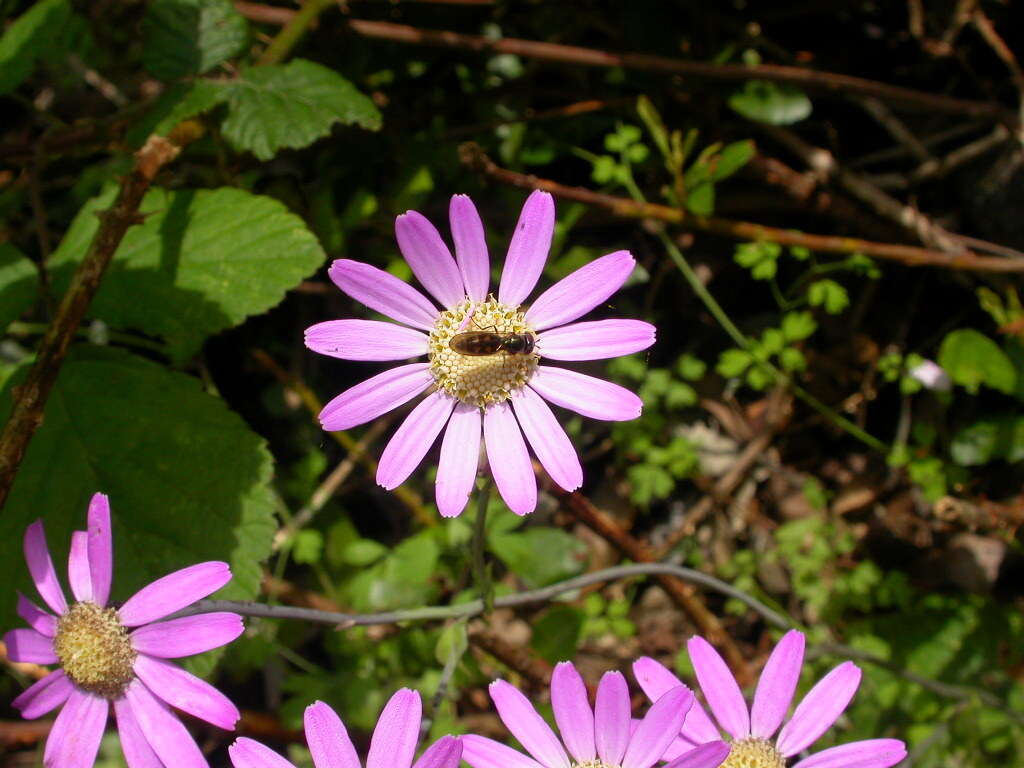 Imagem de Pericallis tussilaginis (L'Hér.) Webb & Berth.